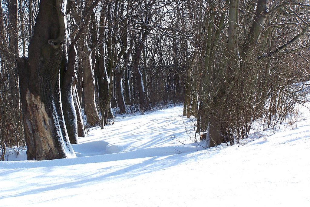 Beim Ferienhaus "Zur grauen Maus", Weg auf der Alteburg im Winter bei Sonnenschein.